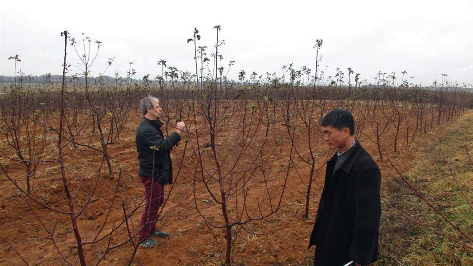 inspecting apple tree Ryulsong Orchard